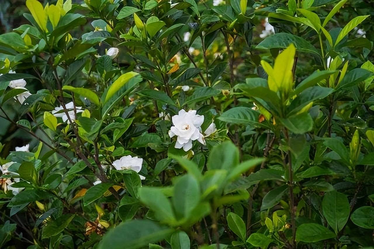 8 cây cảnh trở thành "bà bầu" trong tháng 7, 8, chăm sóc tốt hoa bung nở rực rỡ - Ảnh 2.