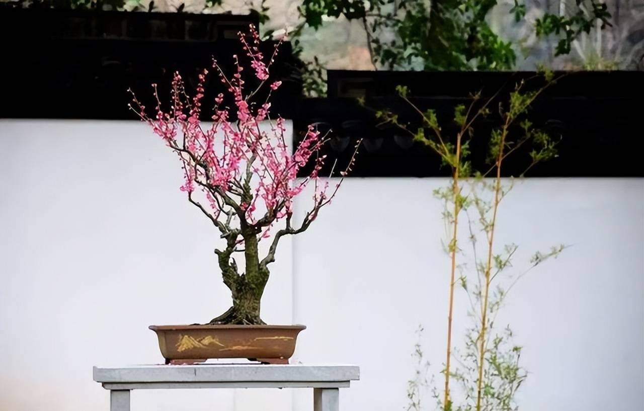 8 cây cảnh trở thành "bà bầu" trong tháng 7, 8, chăm sóc tốt hoa bung nở rực rỡ - Ảnh 6.