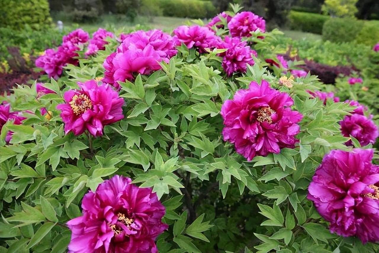 8 cây cảnh trở thành "bà bầu" trong tháng 7, 8, chăm sóc tốt hoa bung nở rực rỡ - Ảnh 3.