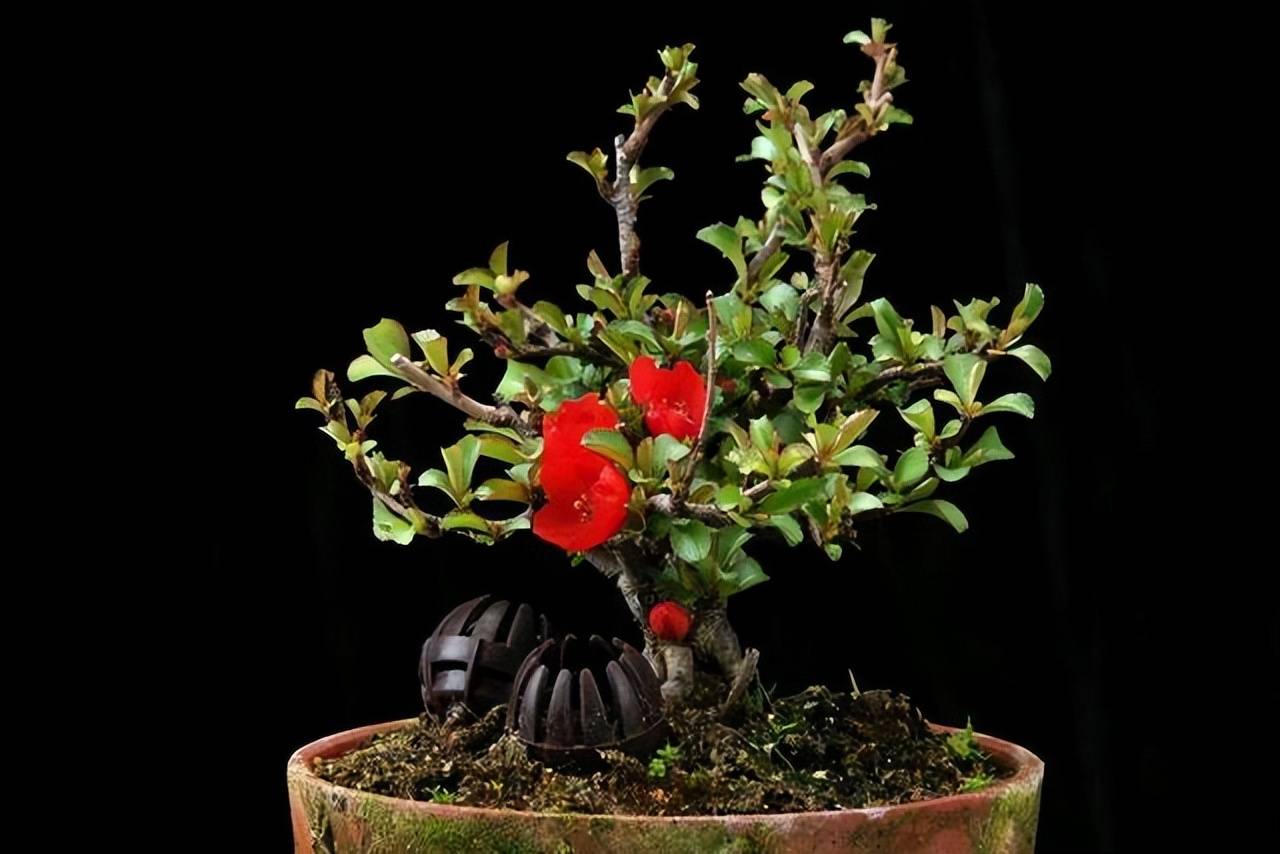 8 cây cảnh trở thành "bà bầu" trong tháng 7, 8, chăm sóc tốt hoa bung nở rực rỡ - Ảnh 7.