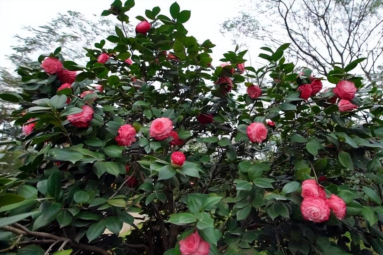 8 cây cảnh trở thành "bà bầu" trong tháng 7, 8, chăm sóc tốt hoa bung nở rực rỡ - Ảnh 1.