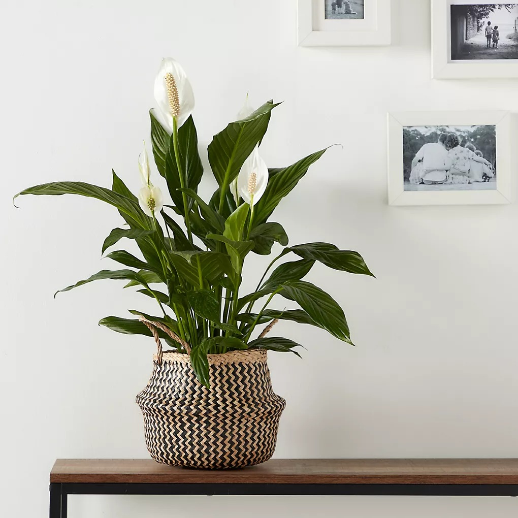 3 cây cảnh đẹp lạ cho nhà thiếu ánh nắng, ban công kín mít, hoa lá nhìn góc nào cũng thích - Ảnh 7.