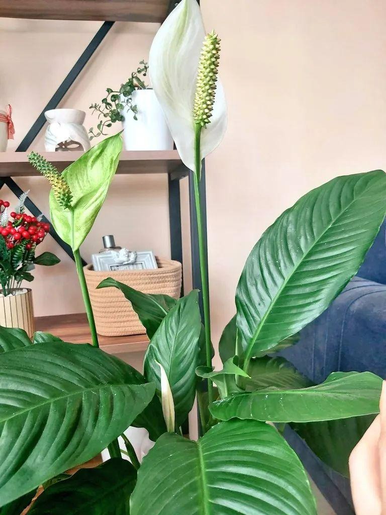 3 cây cảnh đẹp lạ cho nhà thiếu ánh nắng, ban công kín mít, hoa lá nhìn góc nào cũng thích - Ảnh 6.