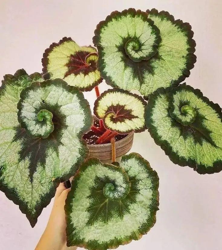 3 cây cảnh đẹp lạ cho nhà thiếu ánh nắng, ban công kín mít, hoa lá nhìn góc nào cũng thích - Ảnh 2.