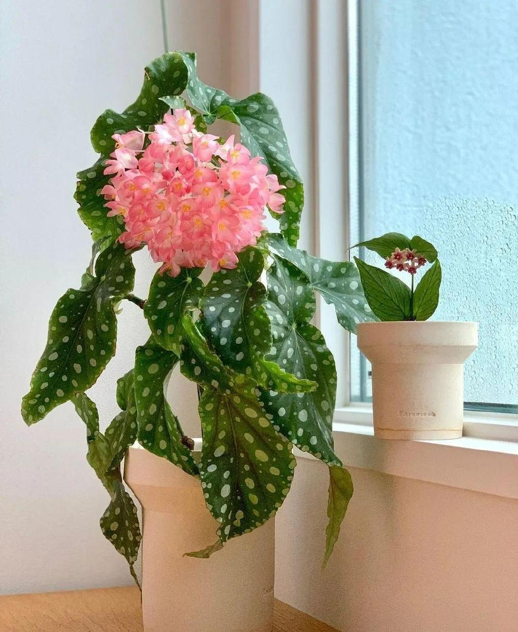 3 cây cảnh đẹp lạ cho nhà thiếu ánh nắng, ban công kín mít, hoa lá nhìn góc nào cũng thích - Ảnh 3.