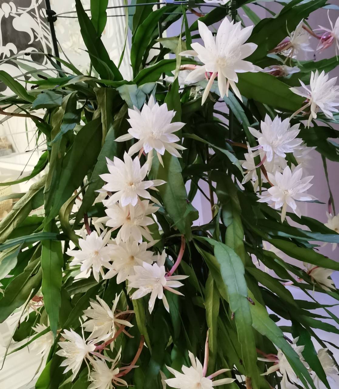 3 cây cảnh đẹp lạ cho nhà thiếu ánh nắng, ban công kín mít, hoa lá nhìn góc nào cũng thích - Ảnh 4.