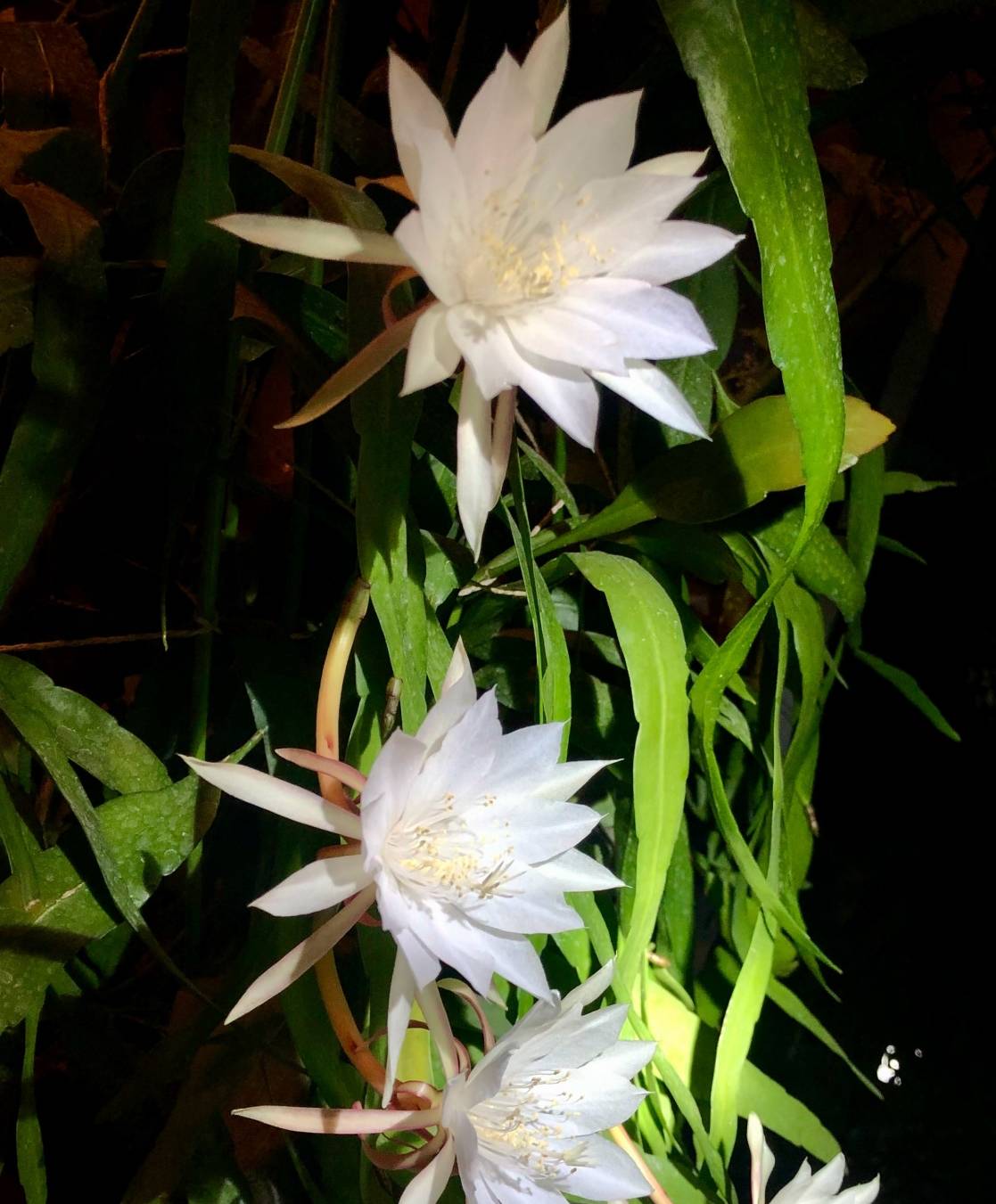 3 cây cảnh đẹp lạ cho nhà thiếu ánh nắng, ban công kín mít, hoa lá nhìn góc nào cũng thích - Ảnh 5.