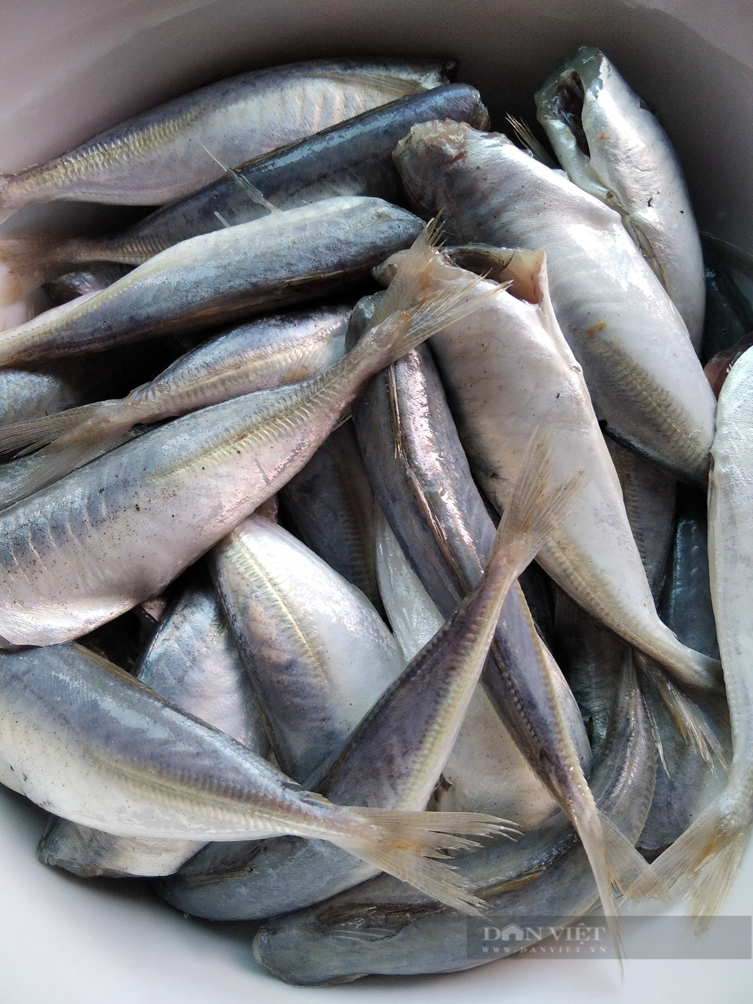 Kho cá biển cho thêm loại "cây non" phơi khô này, cá kho không tanh, ngon thơm, lạ miệng - Ảnh 1.