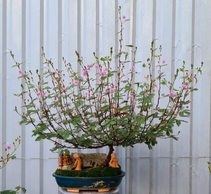 5 cây cảnh "độc" thường được nuôi trong nhà, càng đẹp càng độc, ít người cưỡng lại được - Ảnh 3. 5 cây cảnh "độc" thường được nuôi trong nhà, càng đẹp càng độc, ít người cưỡng lại được - Ảnh 3.