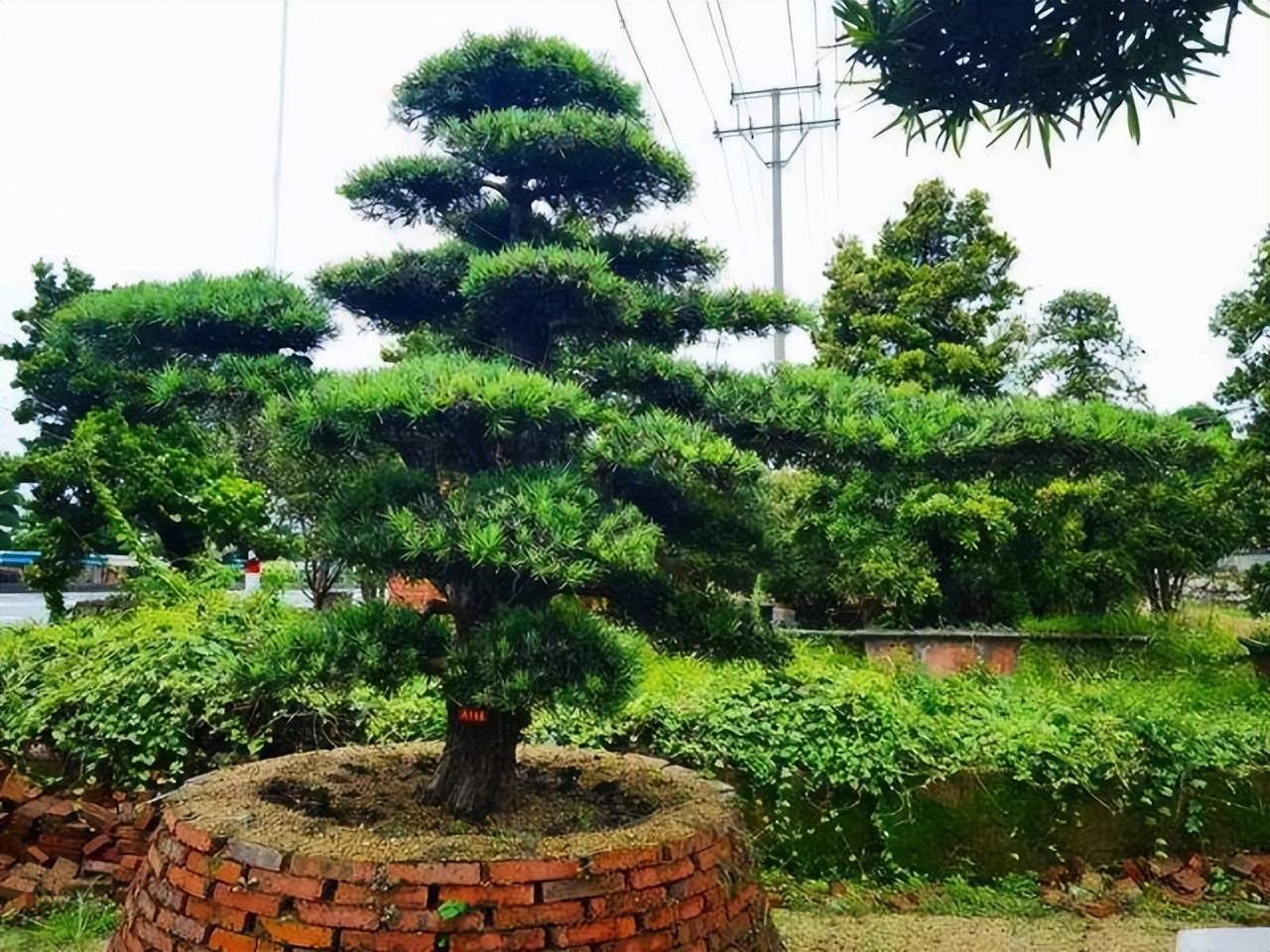 Cây cảnh mang điềm lành được săn đón, có cây này tại gia, nhiều thế hệ sẽ không nghèo - Ảnh 2.