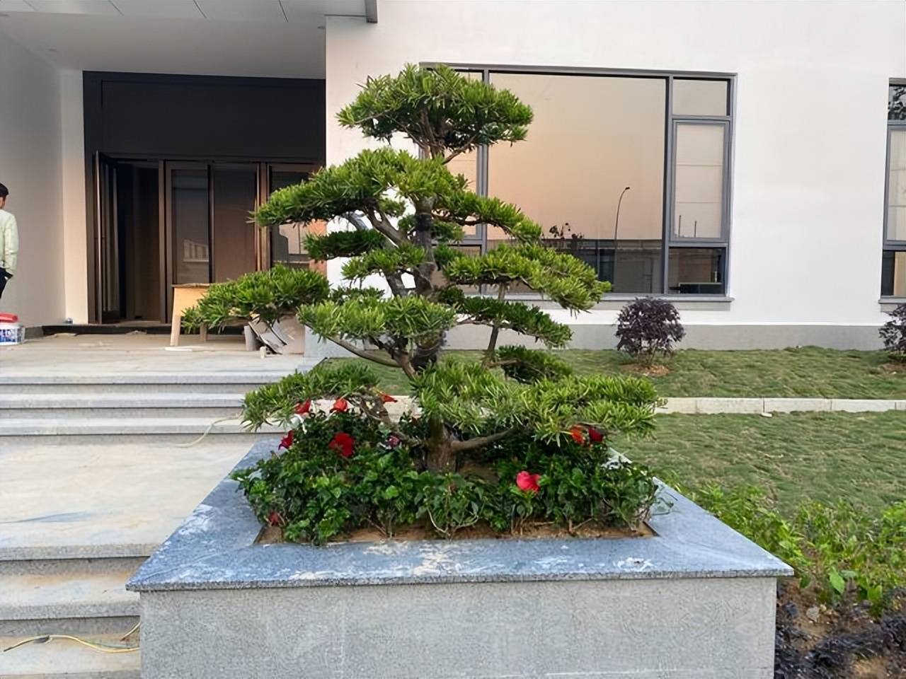 Cây cảnh mang điềm lành được săn đón, có cây này tại gia, nhiều thế hệ sẽ không nghèo - Ảnh 3.