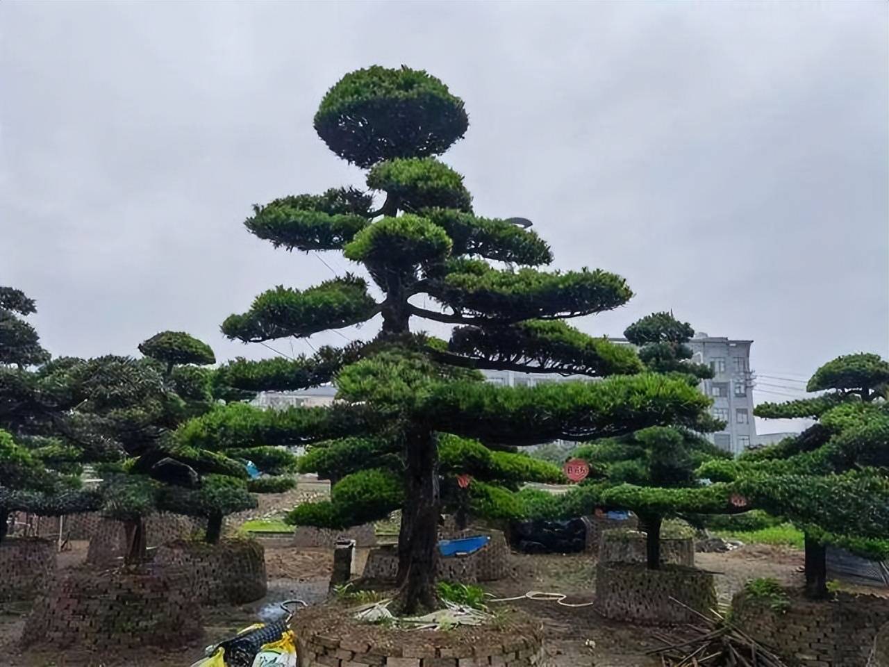 Cây cảnh mang điềm lành được săn đón, có cây này tại gia, nhiều thế hệ sẽ không nghèo - Ảnh 6.