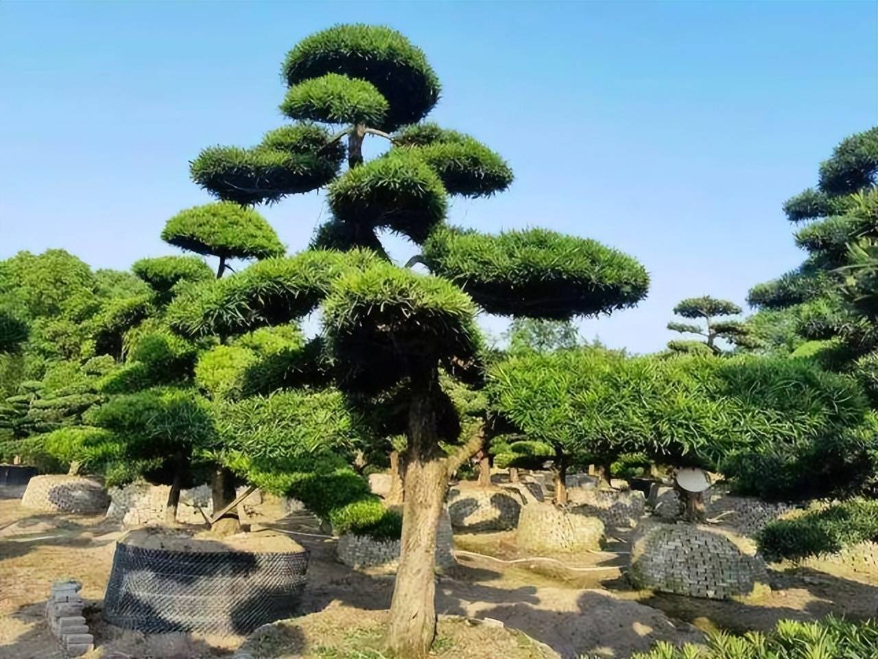 Cây cảnh mang điềm lành được săn đón, có cây này tại gia, nhiều thế hệ sẽ không nghèo - Ảnh 8.