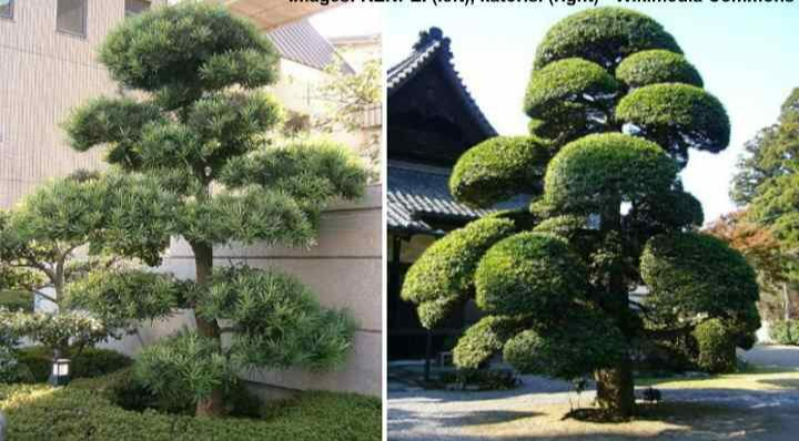 Cây cảnh mang điềm lành được săn đón, có cây này tại gia, nhiều thế hệ sẽ không nghèo - Ảnh 4.