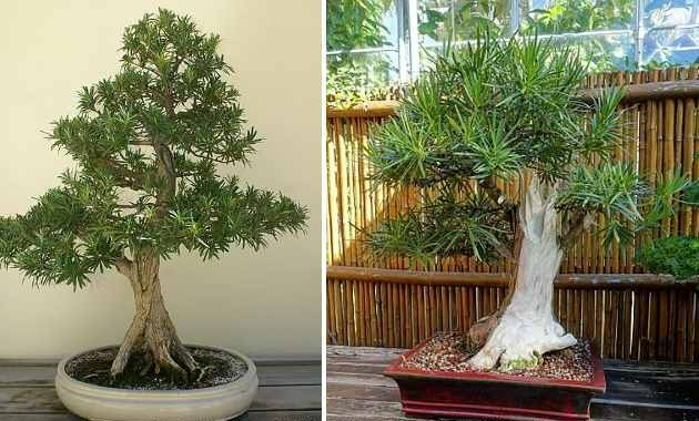 Cây cảnh mang điềm lành được săn đón, có cây này tại gia, nhiều thế hệ sẽ không nghèo - Ảnh 7.