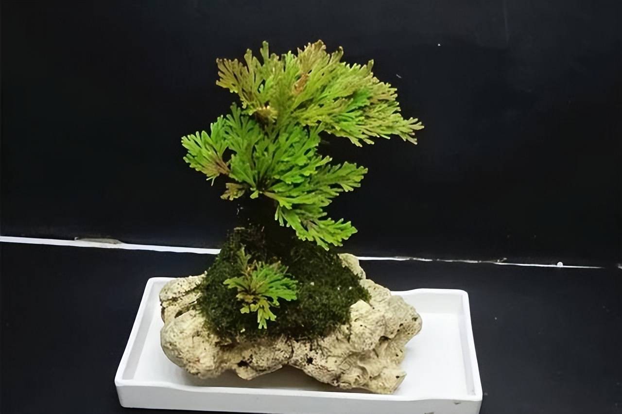 4 cây cảnh giá rẻ, tiềm năng vô hạn, trồng 1 năm "chim sẻ hóa phượng hoàng" - Ảnh 8. 4 cây cảnh giá rẻ, tiềm năng vô hạn, trồng 1 năm "chim sẻ hóa phượng hoàng" - Ảnh 8.