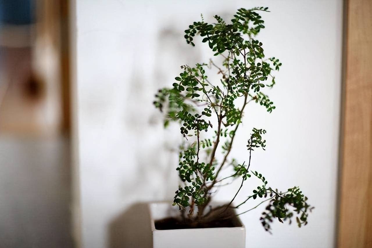 4 cây cảnh giá rẻ, tiềm năng vô hạn, trồng 1 năm "chim sẻ hóa phượng hoàng" - Ảnh 6. 4 cây cảnh giá rẻ, tiềm năng vô hạn, trồng 1 năm "chim sẻ hóa phượng hoàng" - Ảnh 6.