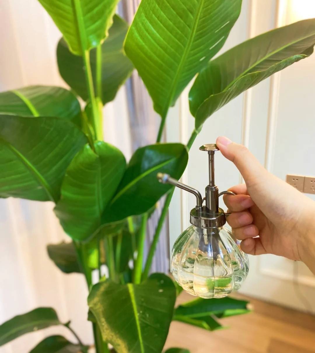 3 "sát thủ" cây cảnh, yêu cây đến mấy cũng xin đừng làm điều này - Ảnh 4.