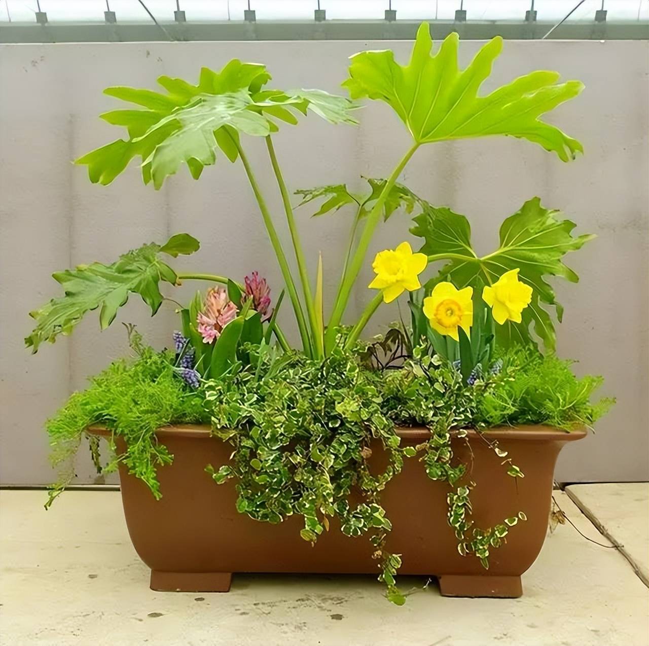 3 "sát thủ" cây cảnh, yêu cây đến mấy cũng xin đừng làm điều này - Ảnh 7.