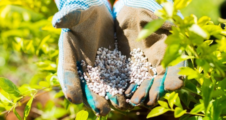 3 "sát thủ" cây cảnh, yêu cây đến mấy cũng xin đừng làm điều này - Ảnh 9.