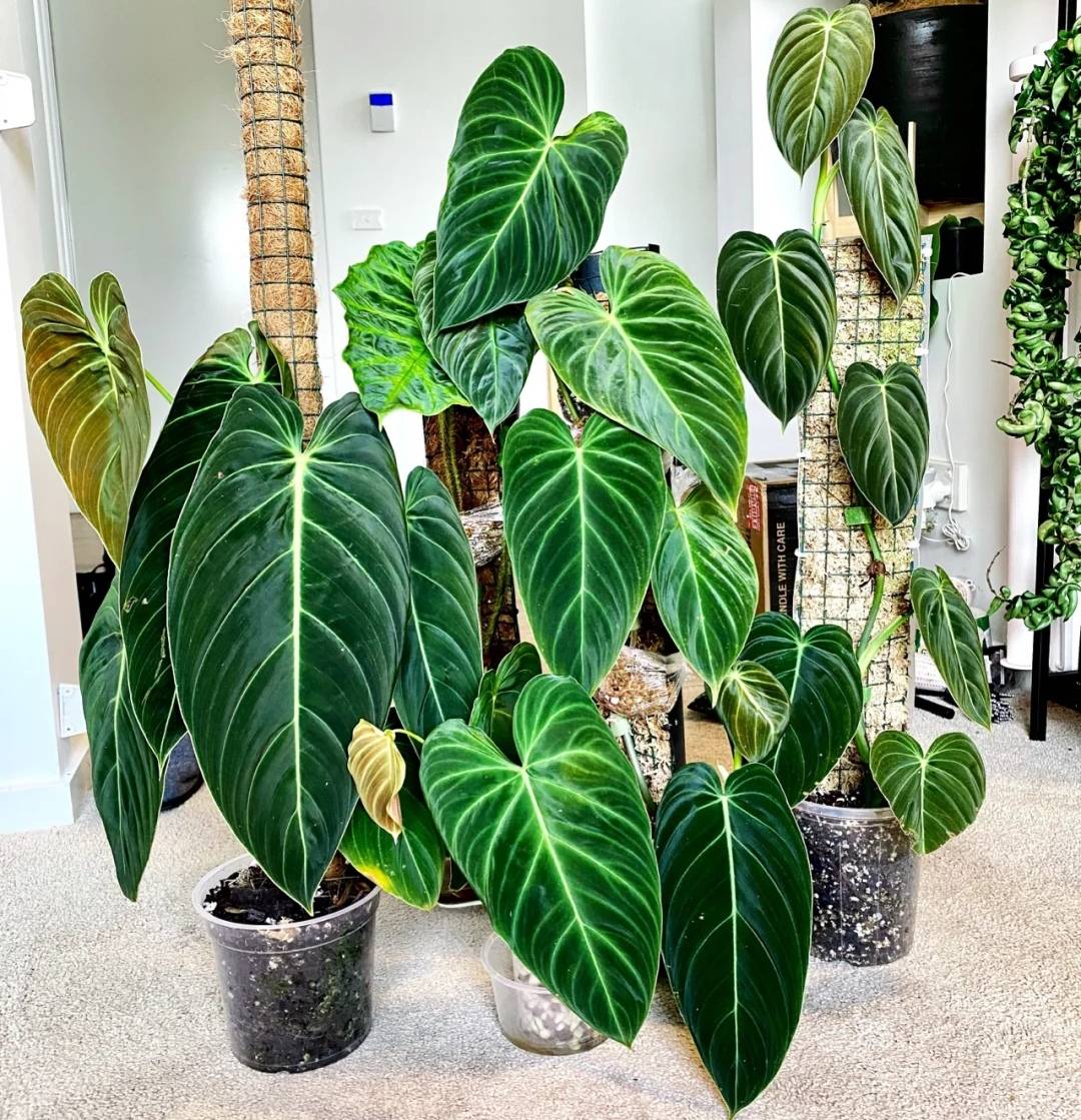 3 "sát thủ" cây cảnh, yêu cây đến mấy cũng xin đừng làm điều này - Ảnh 1.