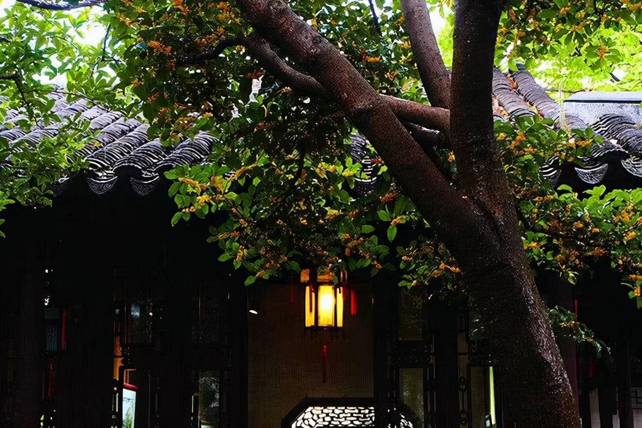 3 cây cảnh vượng tài, vượng khí, là báu vật gia truyền, chẳng trách nhà giàu thích nuôi - Ảnh 1.