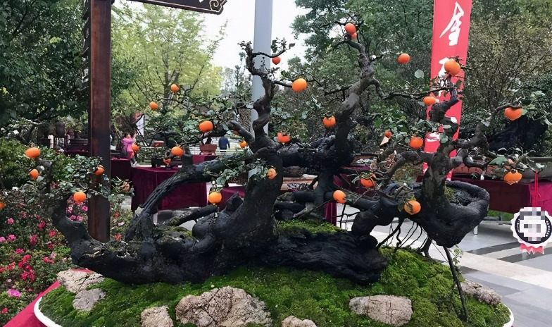 3 cây cảnh vượng tài, vượng khí, là báu vật gia truyền, chẳng trách nhà giàu thích nuôi - Ảnh 7.