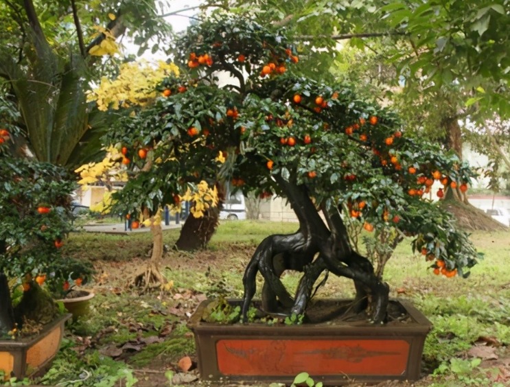 3 cây cảnh vượng tài, vượng khí, là báu vật gia truyền, chẳng trách nhà giàu thích nuôi - Ảnh 8.