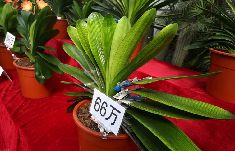 3 cây cảnh vượng tài, vượng khí, là báu vật gia truyền, chẳng trách nhà giàu thích nuôi - Ảnh 2.