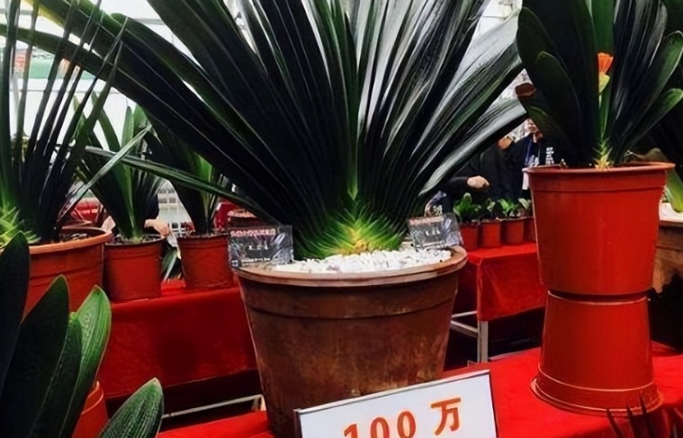 3 cây cảnh vượng tài, vượng khí, là báu vật gia truyền, chẳng trách nhà giàu thích nuôi - Ảnh 1.