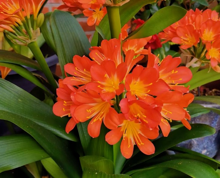 3 cây cảnh vượng tài, vượng khí, là báu vật gia truyền, chẳng trách nhà giàu thích nuôi - Ảnh 3.