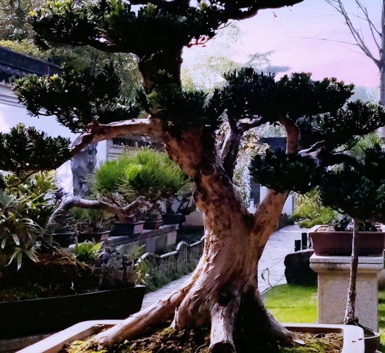 3 cây cảnh vượng tài, vượng khí, là báu vật gia truyền, chẳng trách nhà giàu thích nuôi - Ảnh 5.