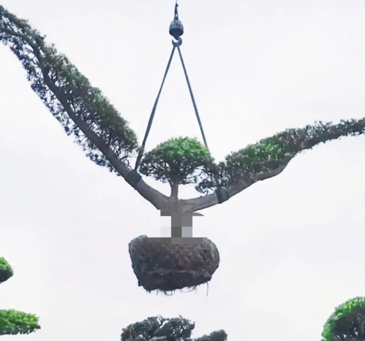 3 cây cảnh vượng tài, vượng khí, là báu vật gia truyền, chẳng trách nhà giàu thích nuôi - Ảnh 4.