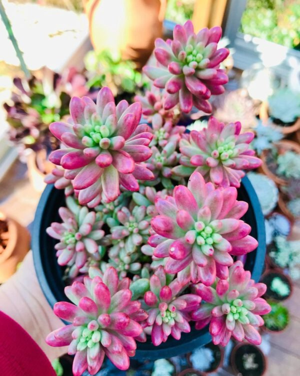 Mê mẩn cây cảnh như hũ kẹo ngọt ngào, đầy màu sắc, trồng 1 chậu để hút tài lộc, mang may mắn - Ảnh 6.