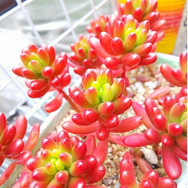 Mê mẩn cây cảnh như hũ kẹo ngọt ngào, đầy màu sắc, trồng 1 chậu để hút tài lộc, mang may mắn - Ảnh 1.