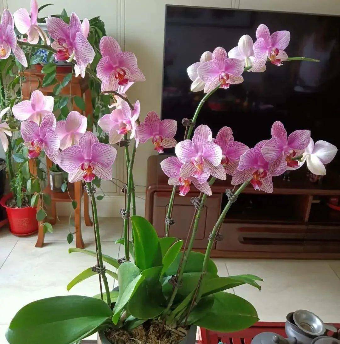 7 cây cảnh vượng khí, vạn người mê, phòng khách không có nắng, bốn mùa vẫn kiêu sa, lộng lẫy  - Ảnh 16.