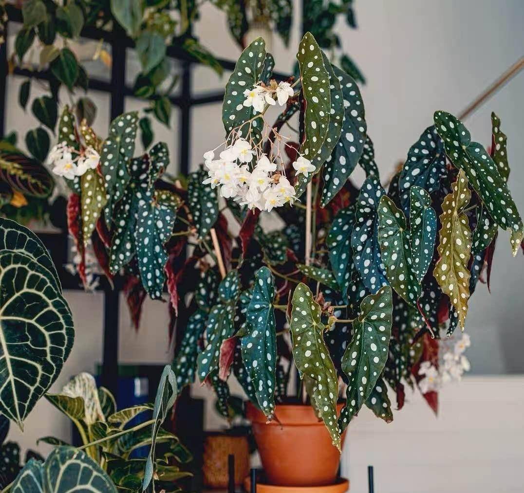 7 cây cảnh vượng khí, vạn người mê, phòng khách không có nắng, bốn mùa vẫn kiêu sa, lộng lẫy  - Ảnh 10.