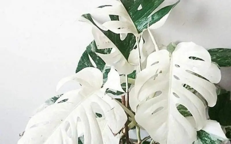 Siêu cây cảnh "đột biến", kiểu dáng quý tộc, mang lại vận khí tốt, đại gia ưa chuộng - Ảnh 4. Siêu cây cảnh "đột biến", kiểu dáng quý tộc, mang lại vận khí tốt, đại gia ưa chuộng - Ảnh 4.