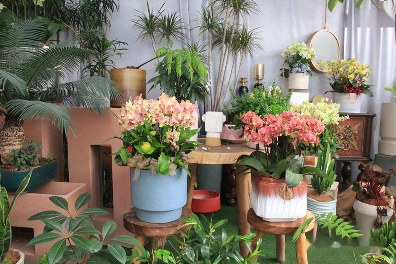 Mua cây cảnh vào mùa hè cần lưu ý "3 có và 3 không" để cây cảnh thích nghi, tươi tốt - Ảnh 5.