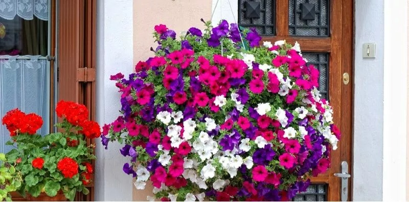 Mua cây cảnh vào mùa hè cần lưu ý "3 có và 3 không" để cây cảnh thích nghi, tươi tốt - Ảnh 8.