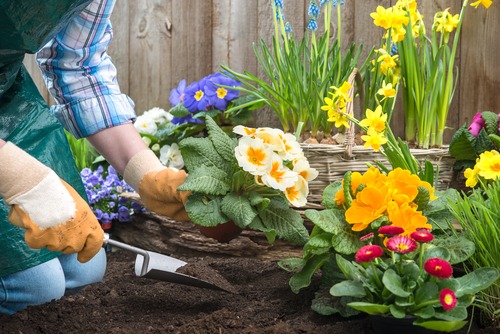 Mua cây cảnh vào mùa hè cần lưu ý "3 có và 3 không" để cây cảnh thích nghi, tươi tốt - Ảnh 4.