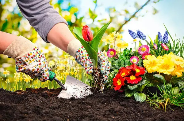 Mua cây cảnh vào mùa hè cần lưu ý "3 có và 3 không" để cây cảnh thích nghi, tươi tốt - Ảnh 6.