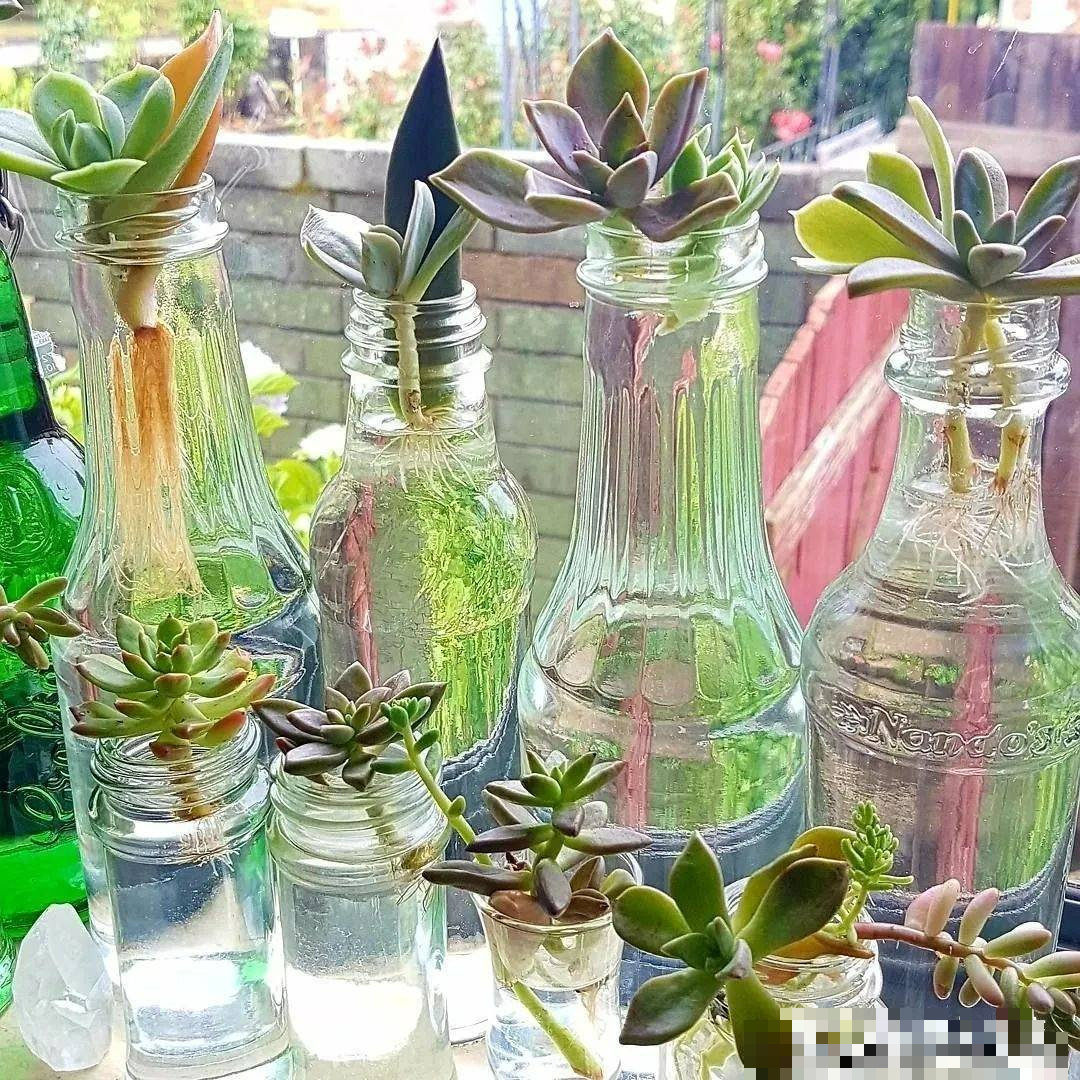 "Trò chơi" thú vị giúp bạn có vườn cây cảnh xương rồng rực rỡ, giá rẻ cực kỳ - Ảnh 1.