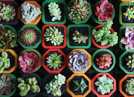 "Trò chơi" thú vị giúp bạn có vườn cây cảnh xương rồng rực rỡ, giá rẻ cực kỳ - Ảnh 11.