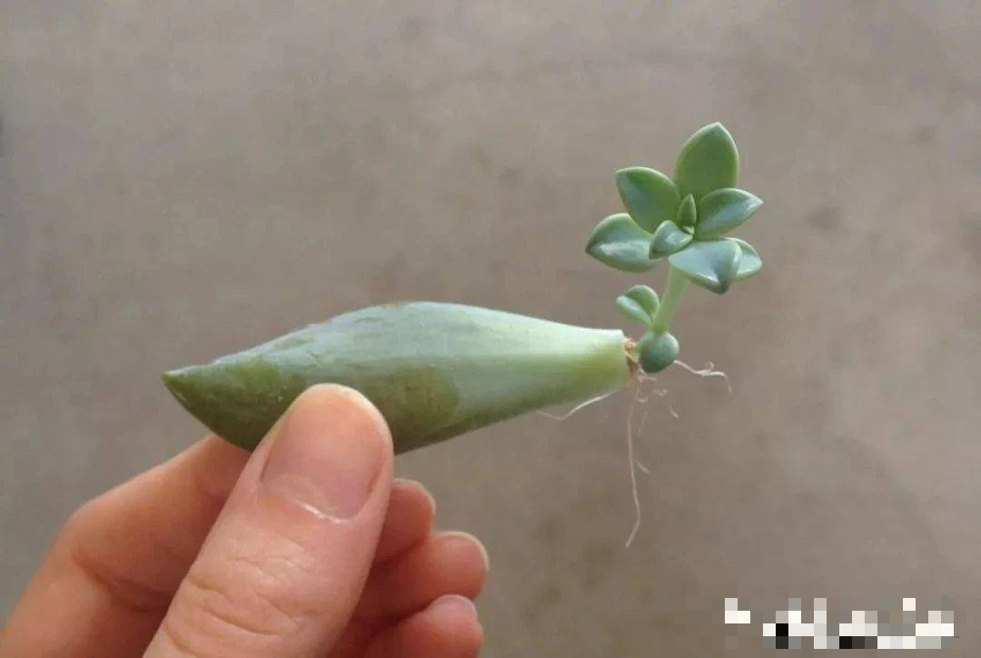 "Trò chơi" thú vị giúp bạn có vườn cây cảnh xương rồng rực rỡ, giá rẻ cực kỳ - Ảnh 2.