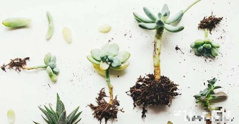 "Trò chơi" thú vị giúp bạn có vườn cây cảnh xương rồng rực rỡ, giá rẻ cực kỳ - Ảnh 3.