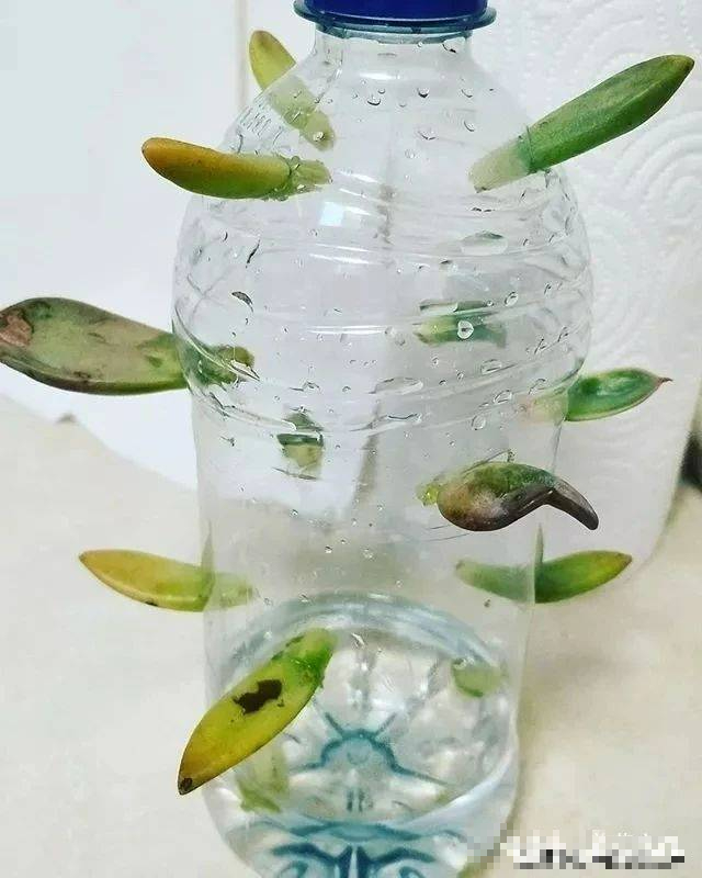 "Trò chơi" thú vị giúp bạn có vườn cây cảnh xương rồng rực rỡ, giá rẻ cực kỳ - Ảnh 4.