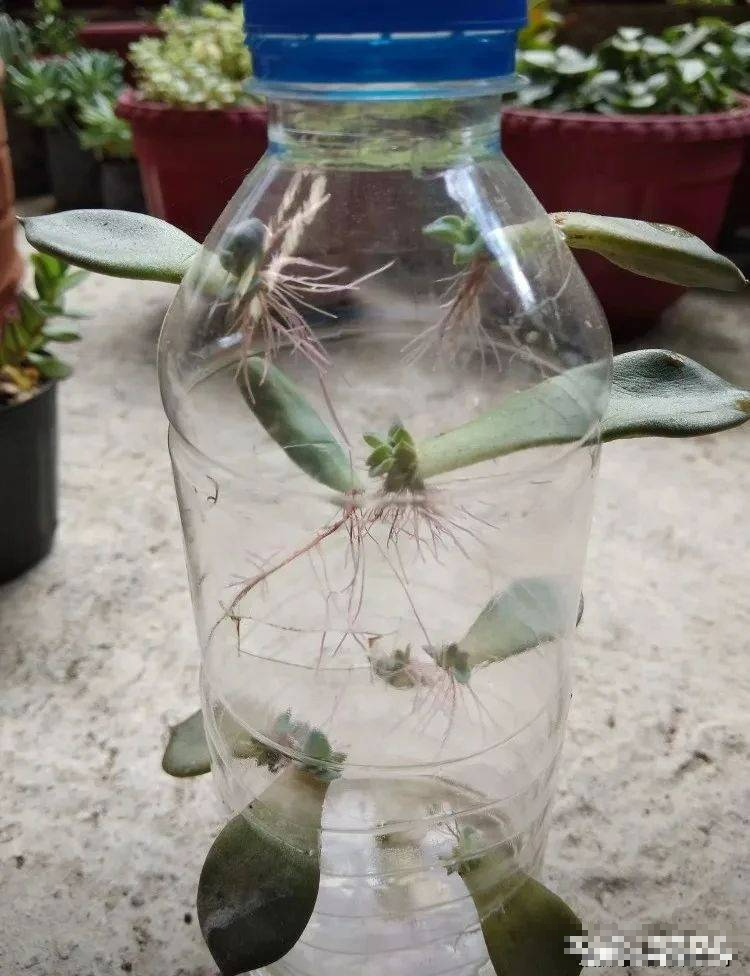 "Trò chơi" thú vị giúp bạn có vườn cây cảnh xương rồng rực rỡ, giá rẻ cực kỳ - Ảnh 5.