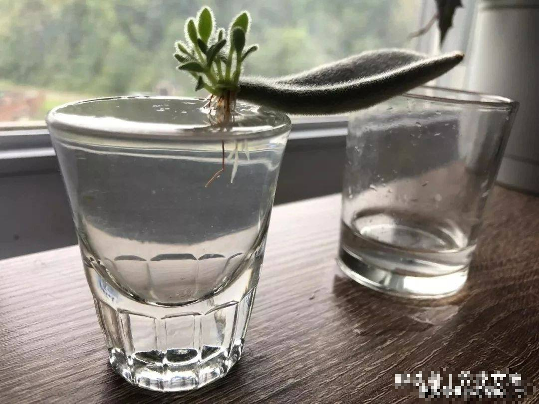 "Trò chơi" thú vị giúp bạn có vườn cây cảnh xương rồng rực rỡ, giá rẻ cực kỳ - Ảnh 6.