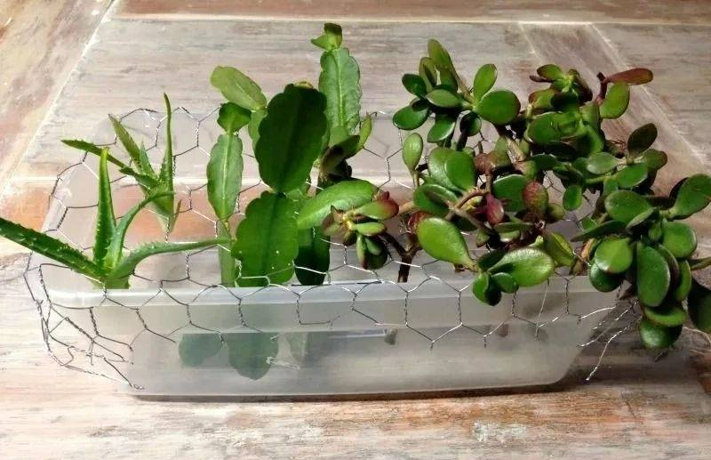 "Trò chơi" thú vị giúp bạn có vườn cây cảnh xương rồng rực rỡ, giá rẻ cực kỳ - Ảnh 9.